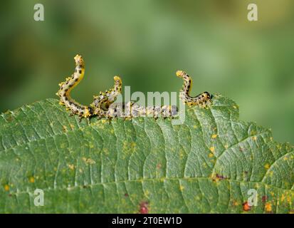 Hazel sawfly caterpillars or larvae in defensive posture on hazelnut shrub leaf. Group of caterpillars eating on leaf while curled up in air. Birch sa Stock Photo