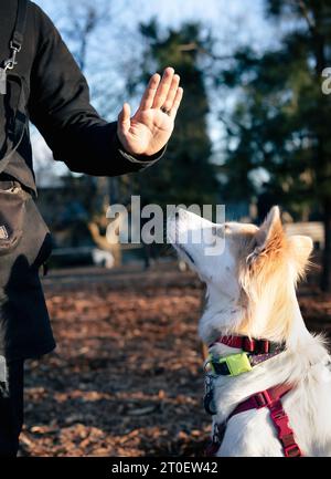 Dog obedience training in park early mornings on a sunny day. Large white fluffy dog looking at pet owners hand. Intense and obedient body language. 2 Stock Photo