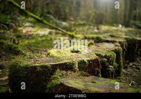 Overgrown tree stumps with moss in front of defocused forest with sun rays. Heavy light and shadows on wood logs along a hiking trail. North Vancouver Stock Photo