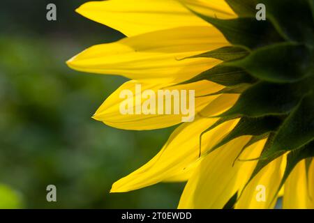 Flower of a sunflower (Helianthus annuus), view from behind, close-up, Germany Stock Photo