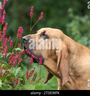 Bloodhound dog sniffing flowers Stock Photo