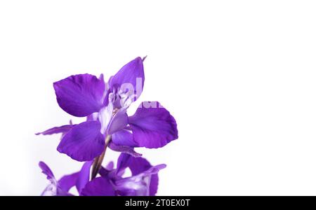 Isolated rocket larkspur in full bloom  Blue purple flower on white background. Wildflower seed attracting pollinator. Also known as Consolida ajacis. Stock Photo
