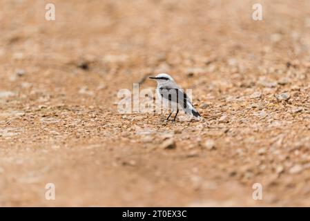 Standing Masked Water Tyrant (Fluvicola nengeta) in Ecuador Stock Photo