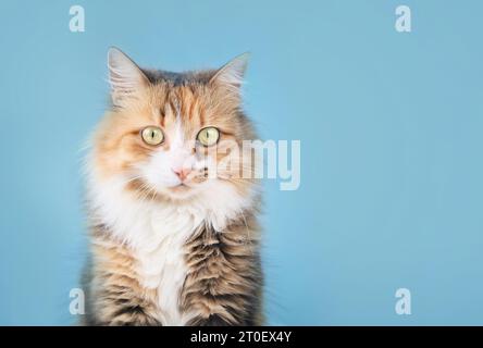 Relaxed cat looking at camera on blue background, front view. Cute fluffy calico cat sitting while looking at something curiously. 3 years old female Stock Photo