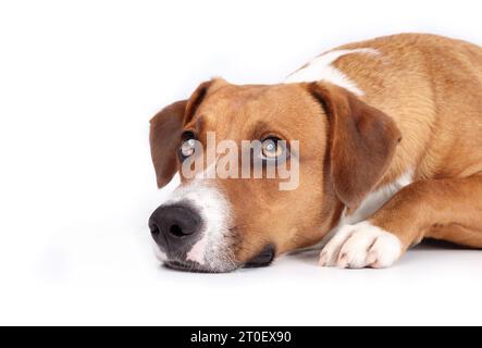 Bored dog lying with head between paws while looking up. Cute brown medium-sized puppy dog waiting for food or watching something. 1 year old female H Stock Photo