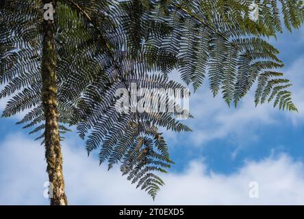 Underside of a tree-fern at Reserva Amagusa, Ecuador Stock Photo