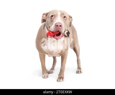 Isolated dog with chew toy in mouth.  Large senior dog standing with toy while looking up. Stress release or playtime. 10 years old female American Pi Stock Photo