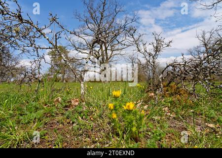 Spring Adonis Rose, Spring Adonis, Adonis vernalis Stock Photo