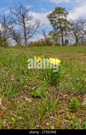 Spring Adonis Rose, Spring Adonis, Adonis vernalis Stock Photo