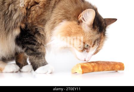 Curios cat with dental chew stick for dogs made of yak milk. Side view of fluffy calico cat sniffing interested on yak cheese chew stick. Yak milk or Stock Photo