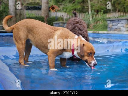 Two dogs drinking water from a in puddle. Puppy dog friends cooling down while standing on pool cover with water after running around in the backyard. Stock Photo