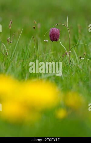 checkered lily, also known as fritillary or checkered daffodil, Fritillaria meleagris Stock Photo