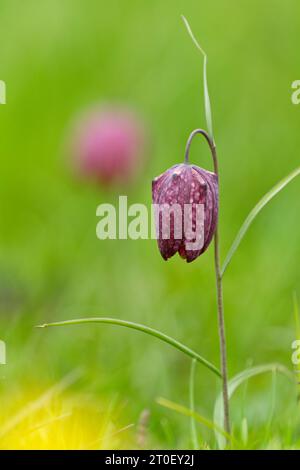 checkered lily, also known as fritillary or checkered daffodil, Fritillaria meleagris Stock Photo