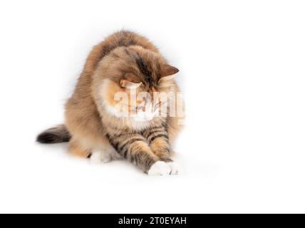 Cat playing with something between paws. Playful calico kitty caught a toy or insect while sitting with front paws stretched out. Fluffy female long h Stock Photo