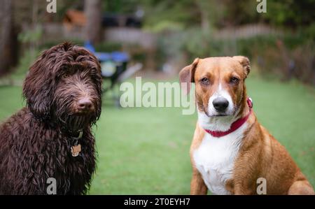 Two dogs sitting in front of defocused backyard looking at camera. Funny faces of bonded puppy dogs taking a break after running around in yard. Labra Stock Photo