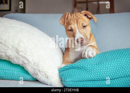 Curios puppy sitting between pillows on sofa while looking at camera. Front view of puppy dog playing, hiding or a bit timid.12 weeks old, female Boxe Stock Photo