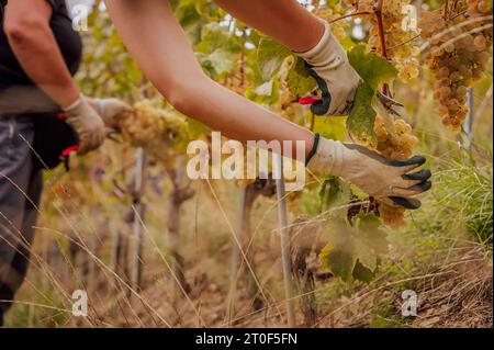 Hands in glove picking grapes in vintage. People using secateurs for cutting Chasselas. Lavaux, Vaud Canton, Switzerland. Stock Photo