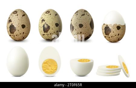 Boiled quail egg eggs isolated on white background. Textured Whole, Cracked Broken, half peeled, Peeled Boiled Egg, Hard-Boiled Egg With Yolk. Whole, Stock Vector