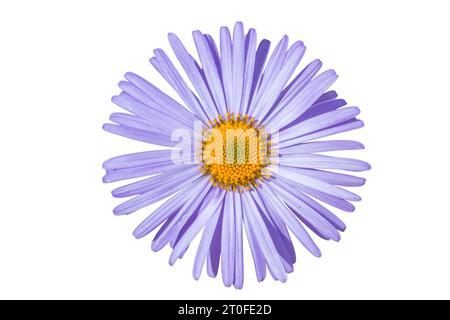 Aster alpinus purple violet flowers in bloom, Alpine aster flowering mountain plant, colorful petals and yellow center Stock Photo