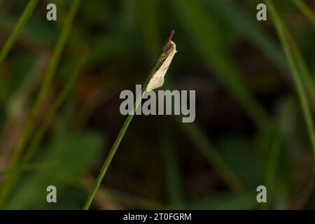 Cochylimorpha straminea Family Tortricidae Genus Cochylimorpha Straw ...