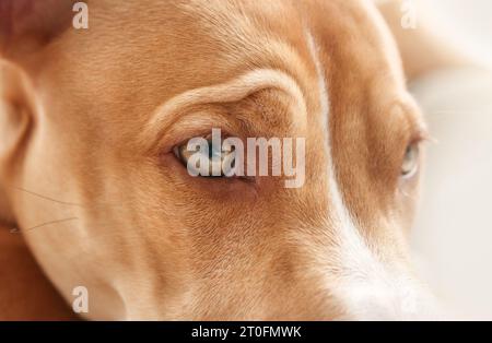 Dog close up with focus on eye. Cute puppy dog face frowning with wrinkles. Eyesight or eye vision for dogs concept. 6 month old, female Boxer Pitbull Stock Photo