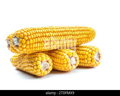 Group of husked sweet corn cobs shot on white background Stock Photo