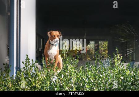 Dog with bark collar by the window looking at something hyper focused. Puppy dog wearing corrective training collar while standing and looking from in Stock Photo
