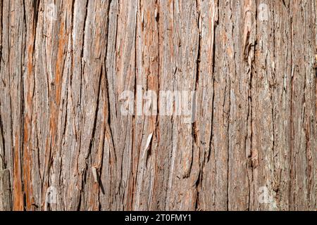 Western cedar bark close up. Large tree growing in forest or rainforest of  North Vancouver, BC, Canada. Old-growth forest concept. Also known as gian Stock Photo