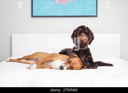 Two dogs lying on bed together in loving companionship. Puppy dog friends resting relaxed side by side on large bed. Female chocolate Australian Labra Stock Photo