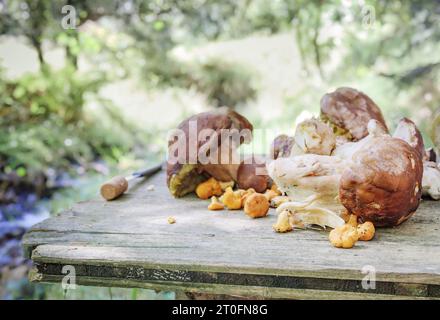 Porcini mushroom and chanterelles on wood table in front of forest foliage. Fall fungus before cleaning. Wild edible mushroom. Known as king mushroom, Stock Photo