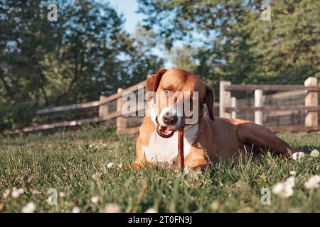 Happy dog with chew stick lying in grass outside. Front view of puppy dog chewing on a beef bully stick enjoying a summer day. Dental health. 1 year o Stock Photo