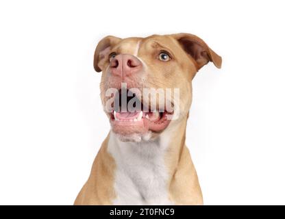Large dog looking up at something with mouth open, white teeth and tongue. Cute puppy dog with in awe, questioning, waiting or panting. 10 months old, Stock Photo