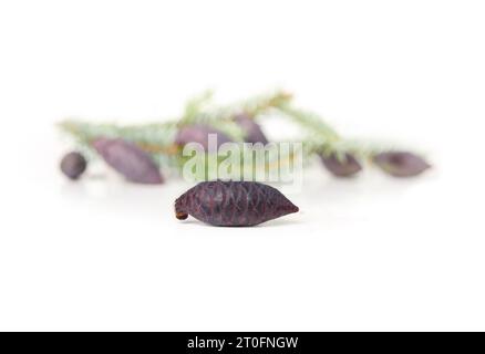Purple pine cone with defocused evergreen branch. Close up of young purple seed cones from Serbian spruce with blue-green needles. Known as Picea omor Stock Photo