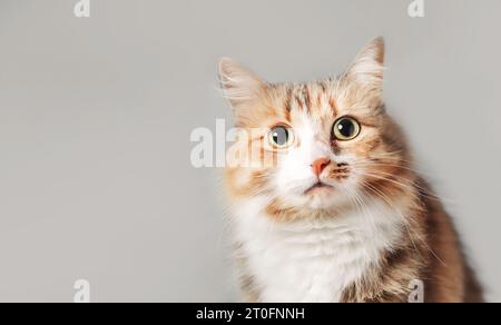 Cat looking at camera on grey background. Cute fluffy kitty with intense body language. Scarred, questioning or staring eyes. 3 years, female longhair Stock Photo