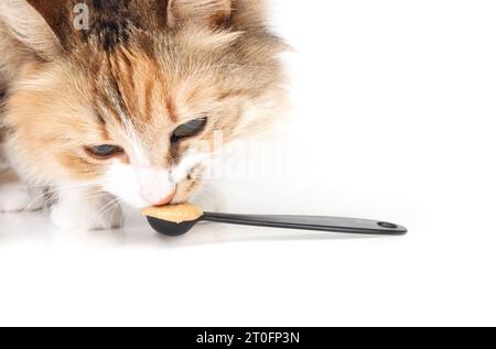 Curios cat with peanut butter on spoon. Cute fluffy calico cat sniffing on peanut butter in measuring spoon. Concept for peanut butter are safe for ca Stock Photo