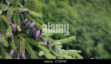 Unusual purple tree cones on evergreen tree branches with defocused foliage. Close up of Serbian spruce with young purple seed cones and blue-green ne Stock Photo