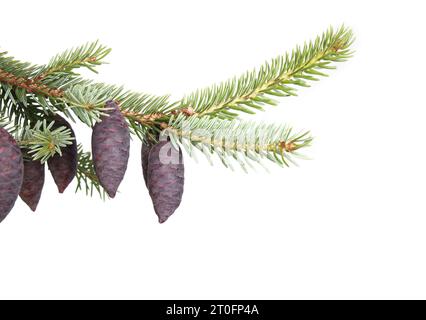 Isolated evergreen branch with purple cones. Close up of Serbian spruce with young purple seed cones and blue-green needles. Known as Picea omorika. S Stock Photo