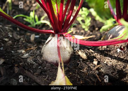 Beets growing in garden or farm field in rows. Multiple large mature beets, beetroots. Known as table beet, garden beet, red beet or Beta vulgaris. Ro Stock Photo