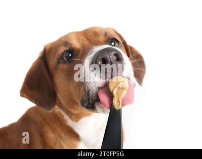 Happy dog eating peanut butter from spoon. Cute puppy dog licking unsalted peanut butter with big pink tongue. Female Harrier mix dog. Selective focus Stock Photo