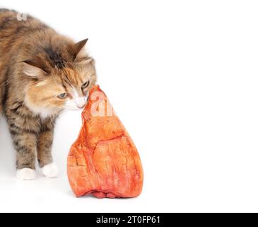 Curios cat smelling buffalo ear. Fluffy kitty standing behind smoked water buffalo ear. Animal ear chews for cats and dogs used for chew fun, dental h Stock Photo