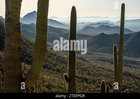 Layers of Tucson Mountain Range Behind Saguaro Cacti in Saguaro National Park Stock Photo