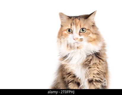 Cute fluffy cat head shot looking at camera. Front view of relaxed kitty. Female calico cat with asymmetric markings, orange white and black stripes. Stock Photo