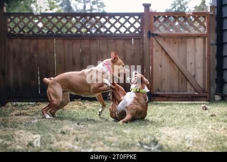 Two dogs playing rough in backyard. Young dogs play fighting with open mouth and teeth. Aggressive behavior or dominance. 1 year old dog friends. Boxe Stock Photo