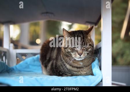 Relaxed cat in cathouse on patio. Cute tabby cat sleeping in outdoor shelter in the shade. Waterproof cat wood house to protect outdoor cats from weat Stock Photo