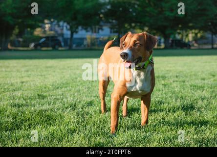 Happy dog standing in grass in fenced in park with defocused residential background. Cute puppy dog waiting for owner to through ball. Female Harrier Stock Photo