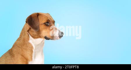 Curios dog on blue background looking sideways. Side portrait of cute brown puppy dog looking at something. Bored, waiting or longing expression. 1 ye Stock Photo