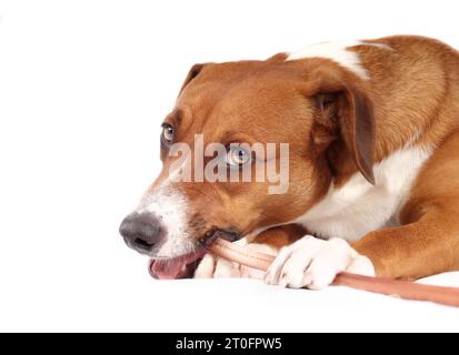 Dog with chew stick in mouth while looking at camera. Side view of puppy dog chewing on a long beef bully stick while holding it with paws. 1 year old Stock Photo