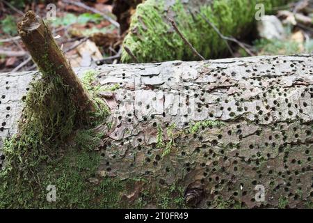 Many holes in bark from wood boring insect or bark beetle in forest. Signs of woodboring beetle infestation and damage on fallen coniferous tree. Nort Stock Photo