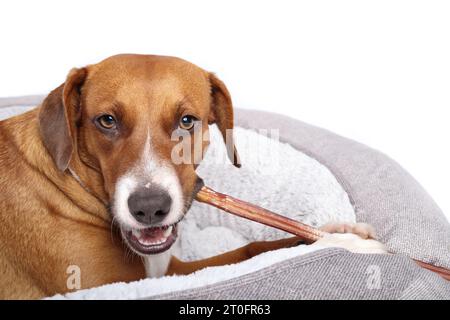 Happy dog with chew stick in mouth while looking at camera. Puppy dog lying in dog bed and chewing on a long beef bully stick with teeth. visible. 1 y Stock Photo
