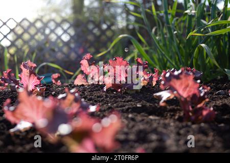 Red lettuce seedling in garden mornings. Beautiful gardening background or organic gardening backdrop. Many red salad plants growing in rows in commun Stock Photo